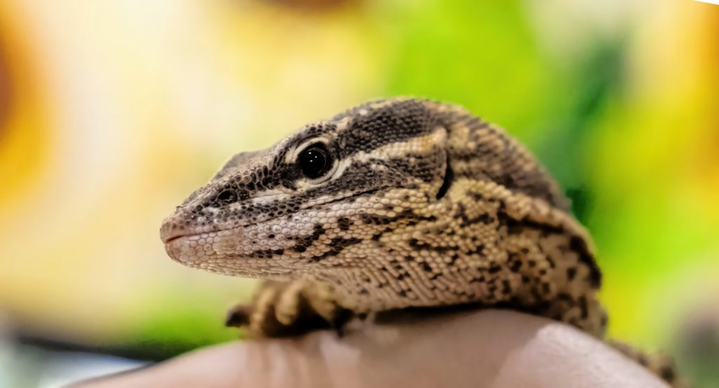 Ackie Monitor Lizard