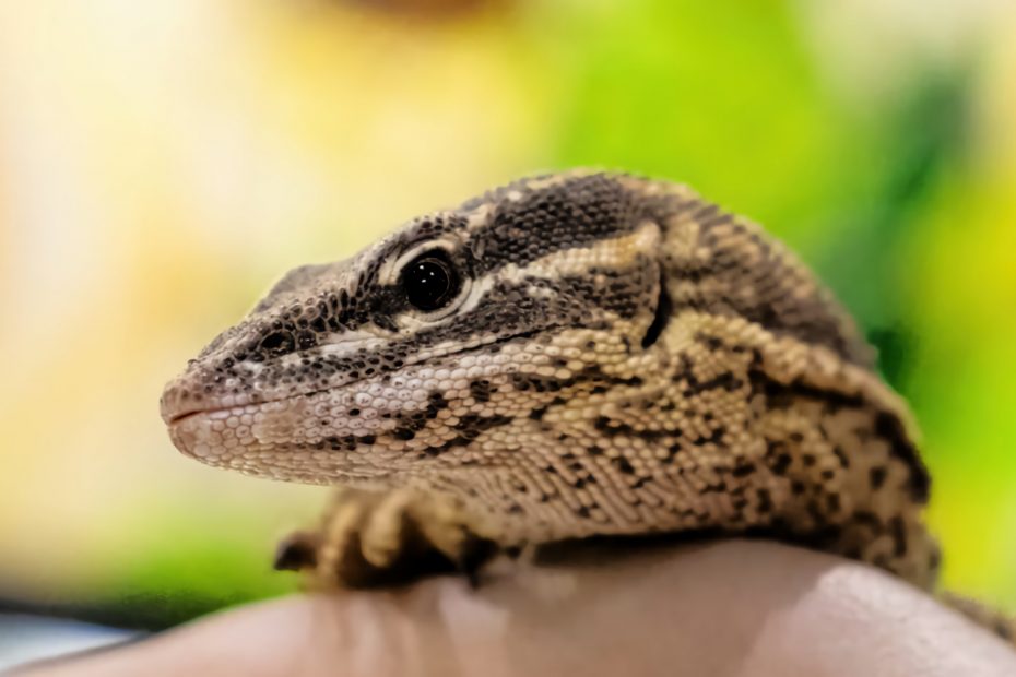 Ackie Monitor Lizard