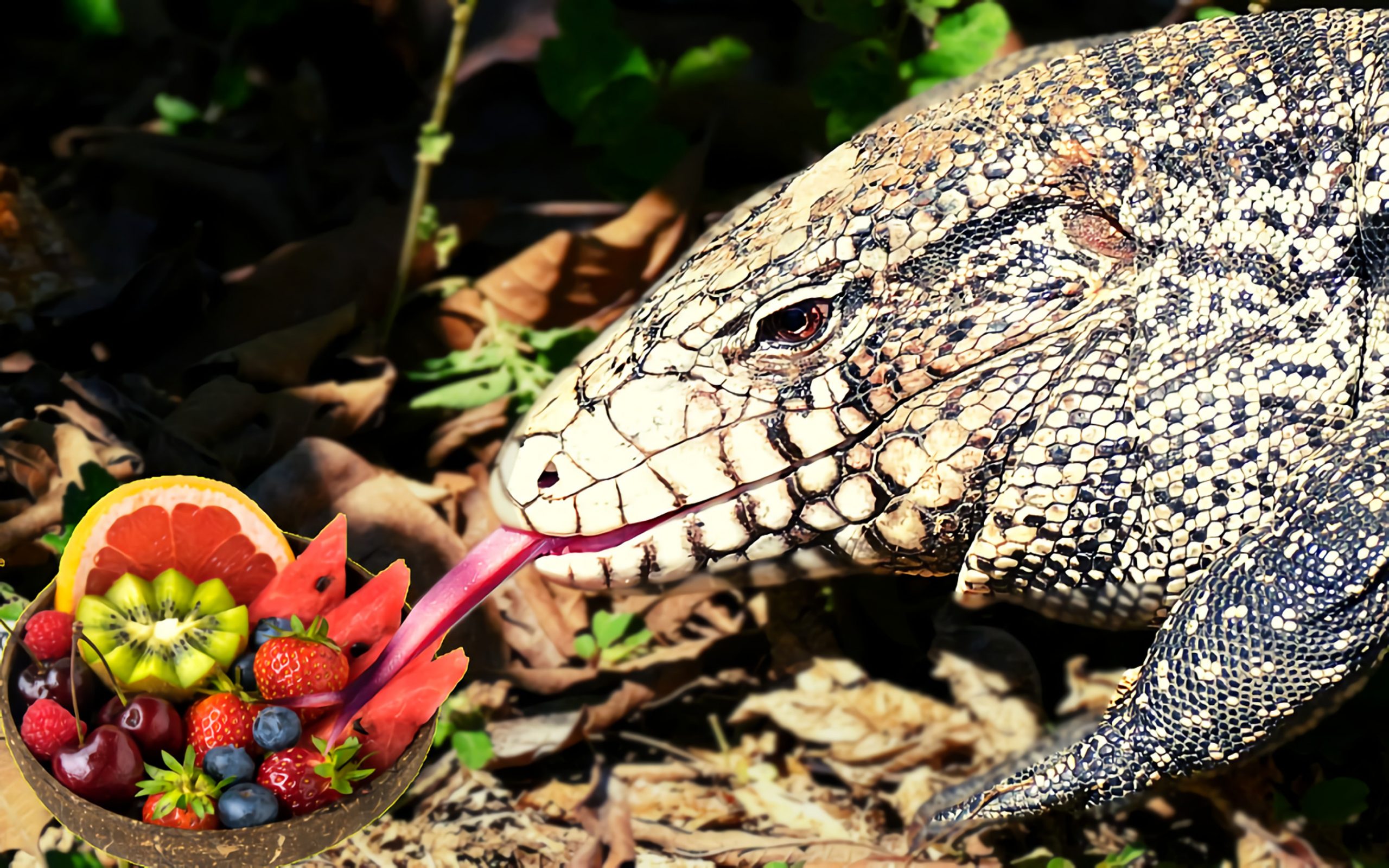 Tegu eating a bowl of fruits and berries