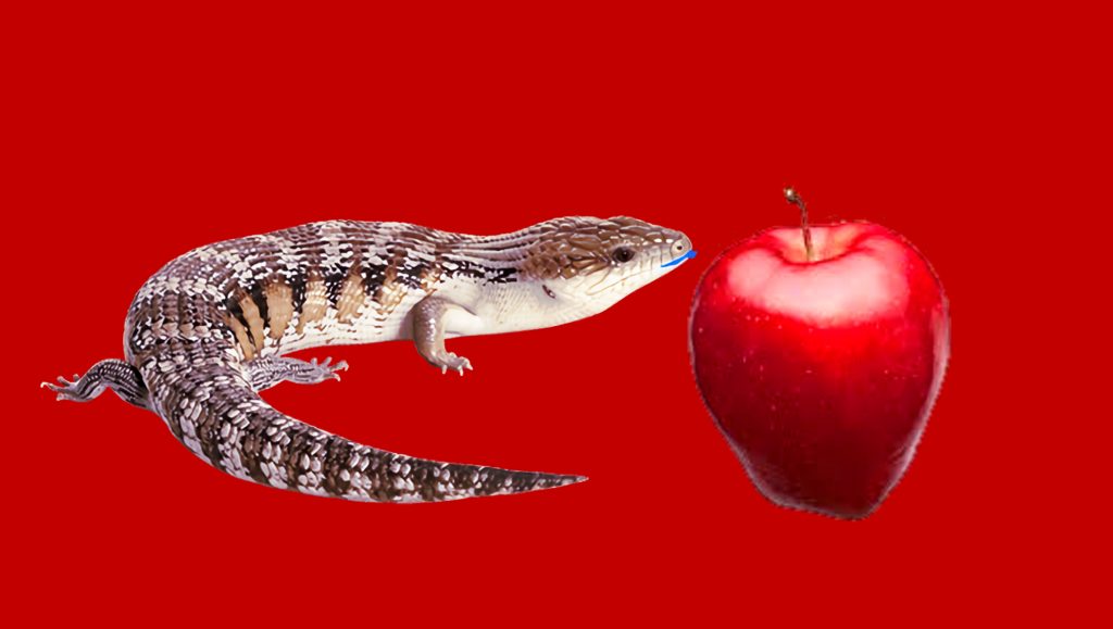 Blue tongue skink and apple