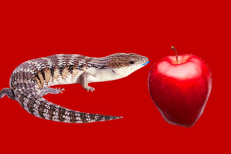 Can blue tongue skinks eat apples?