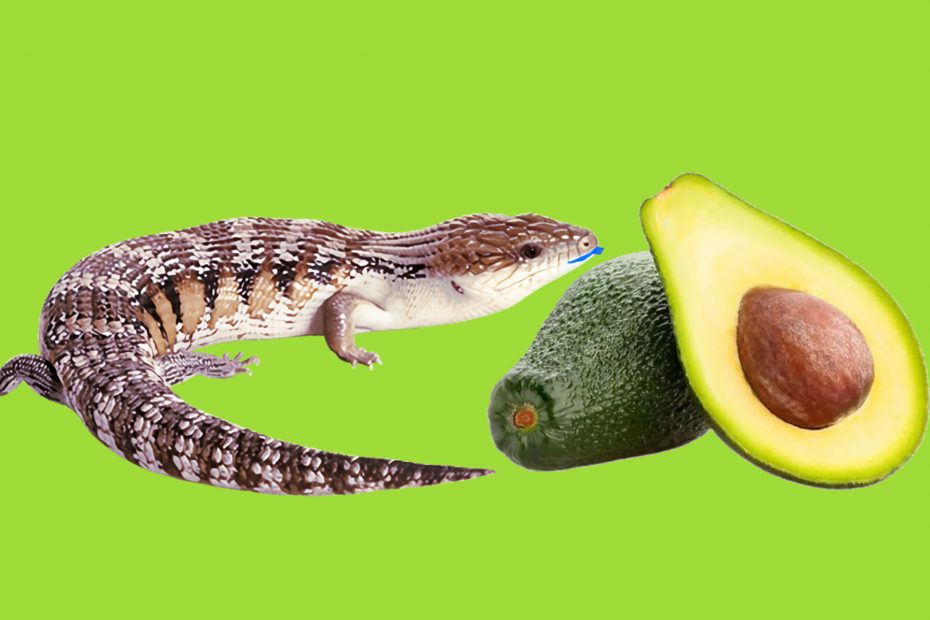 Can blue tongue skinks eat avocado?