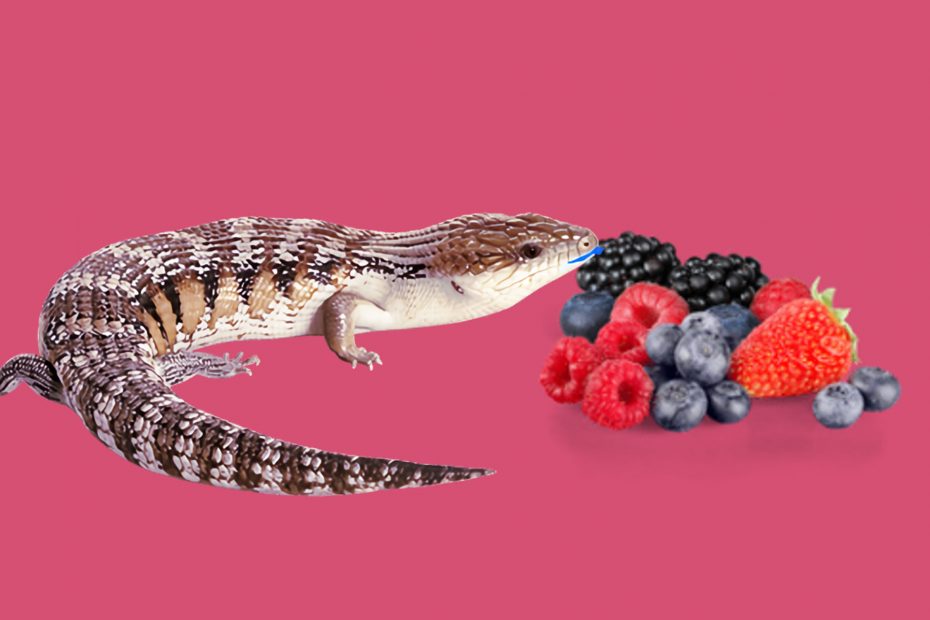 Can blue tongue skinks eat berries?