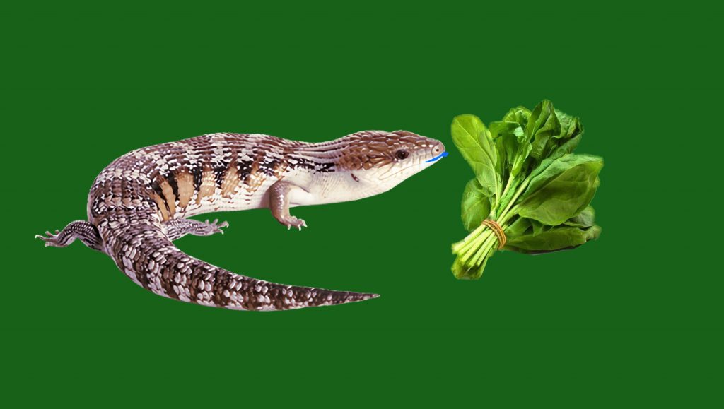 Blue tongued skink and Spinach