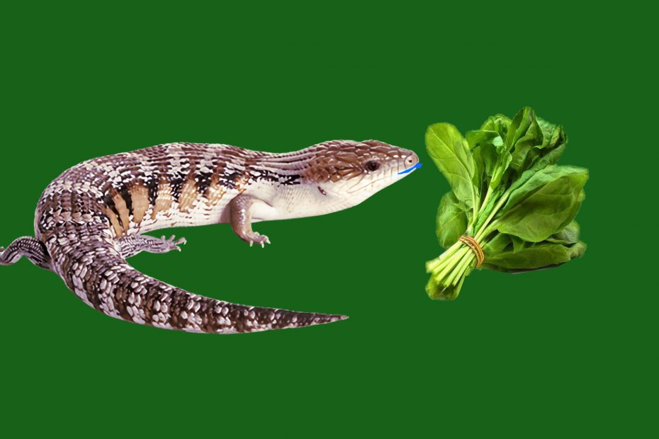 Can blue tongue skinks eat spinach?