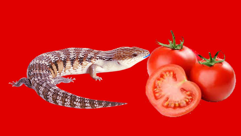 Can blue tongue skinks eat tomatoes?