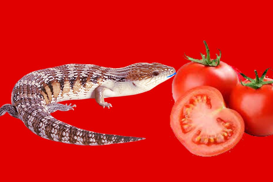 Can blue tongue skinks eat tomatoes?