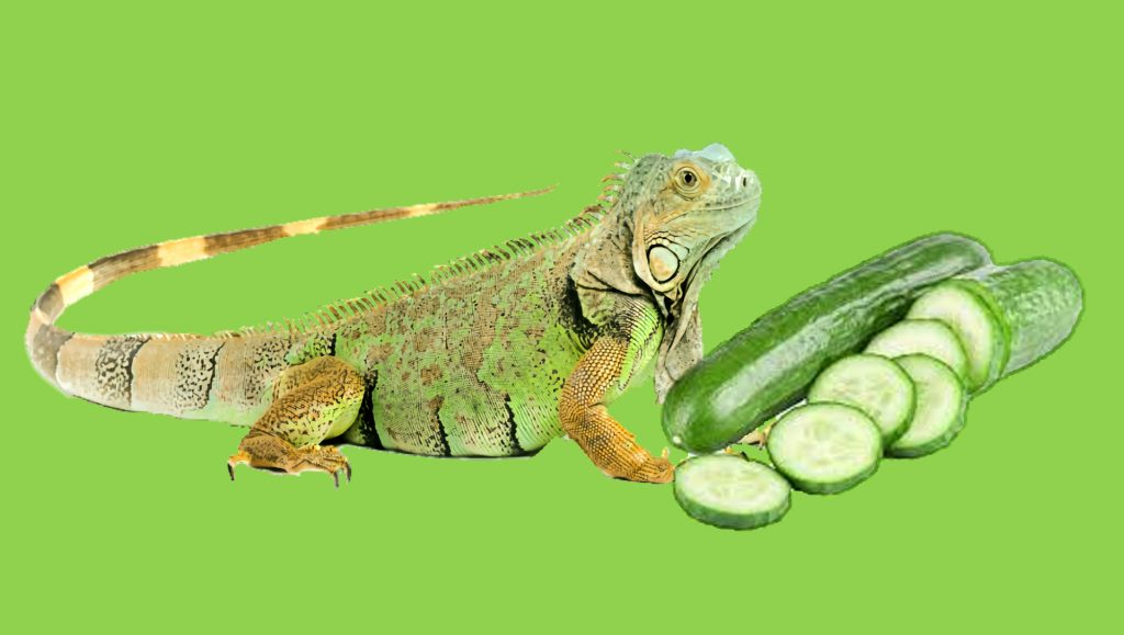 Green Iguana and Cucumber