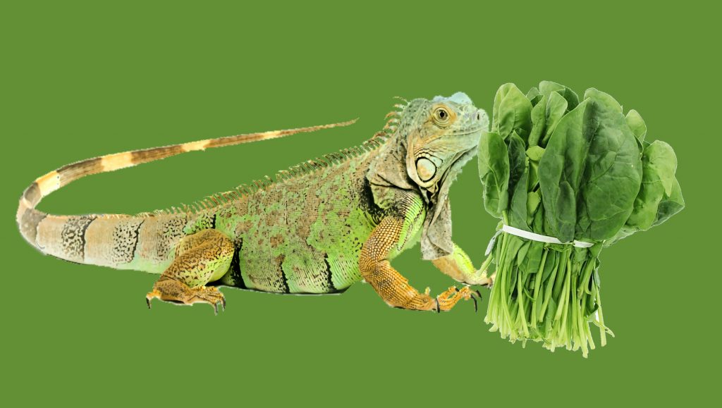 Green Iguana and Spinach