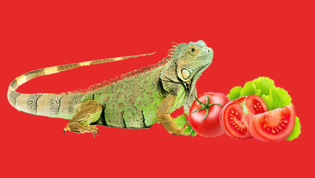 Green Iguana and Tomato