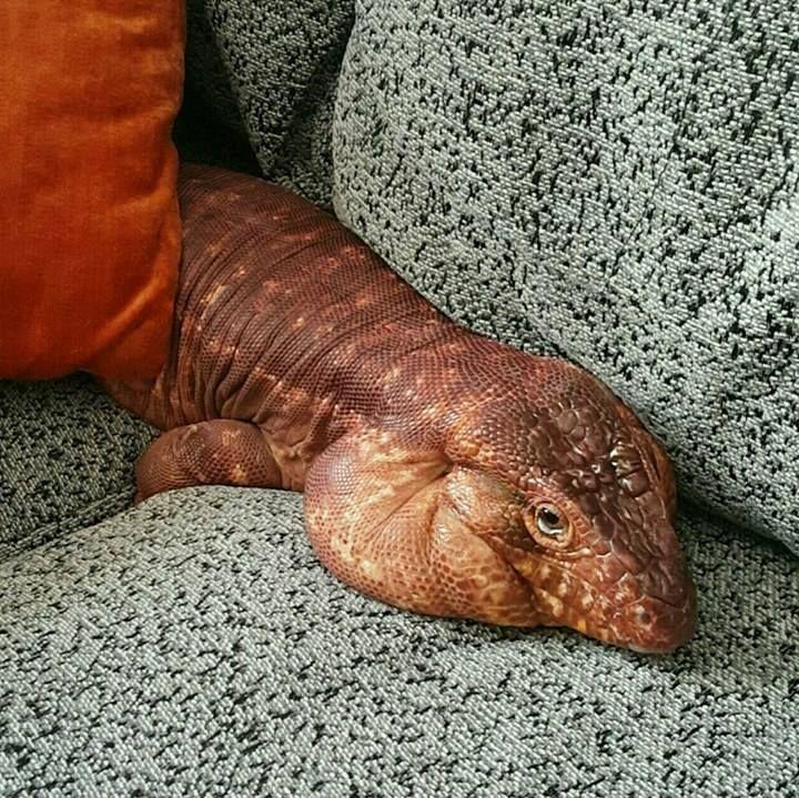 Argentine Red Tegu for Sale