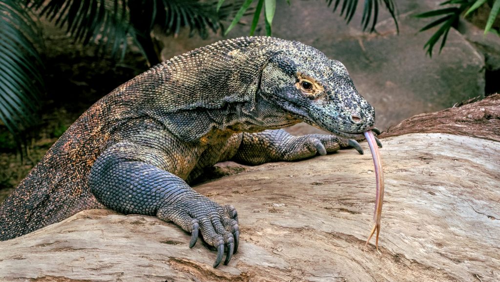 Komodo Dragon Dewasa, spesies kadal monitor terbesar.