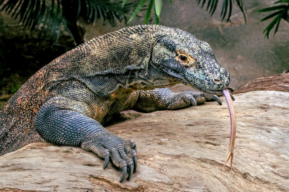 Komodo Dragon, the largest species of monitor lizard