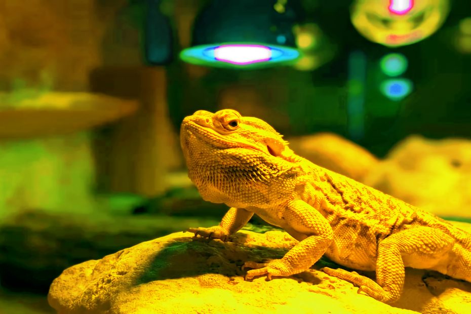 Pet lizard basking under heat lamp