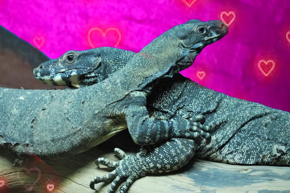 Can lizards love?