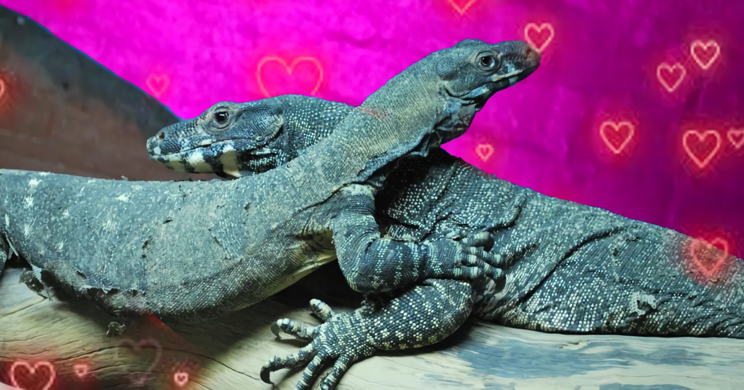 do-lizards-have-feelings-sep-sitename