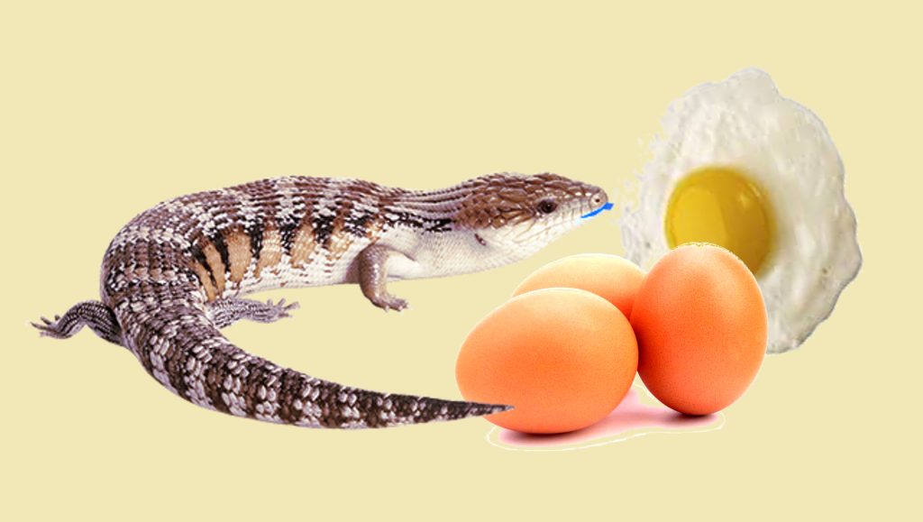 Skink and Eggs