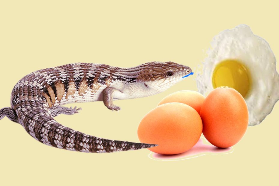 Can skinks eat eggs?
