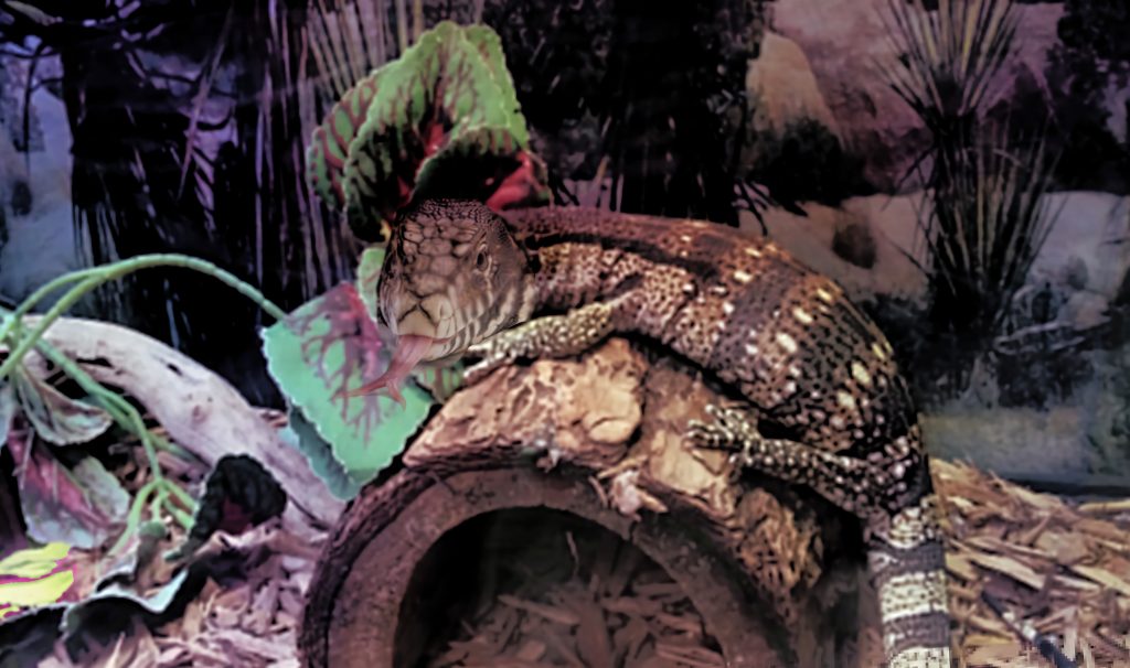 Tegu reptile enclosure 