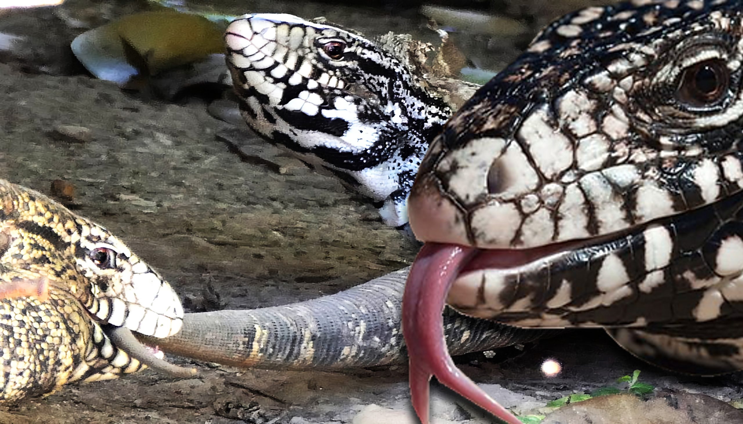 6 Faits Intéressants Sur Les Lézards Tegu Animaux Avec Des écailles 8654