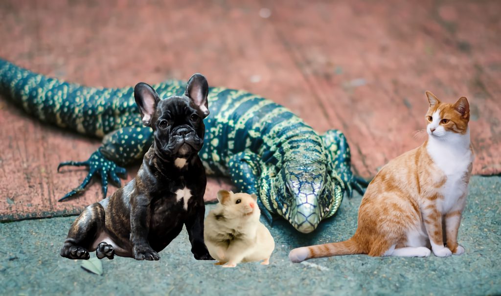 Tegu with dog, cat and hamster