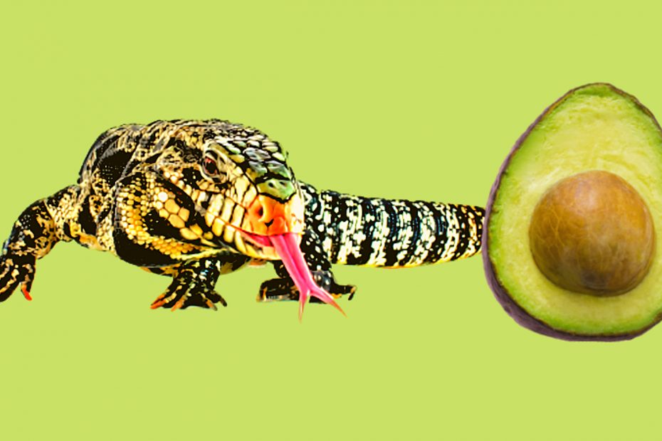 Can tegu eat avocado?