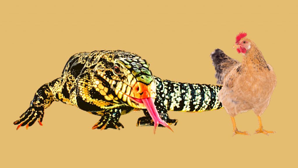 Tegu and chicken