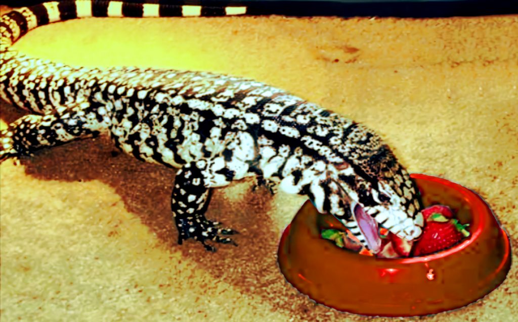 Tegu eating from a dog food bowl