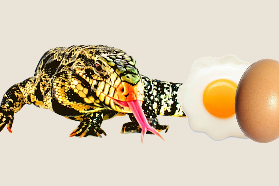 Can tegu eat egg?