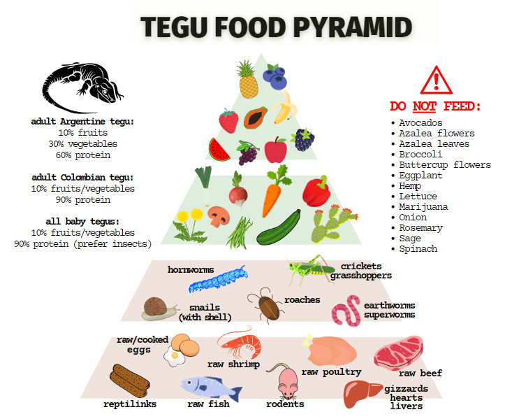 The tegu food pyramid