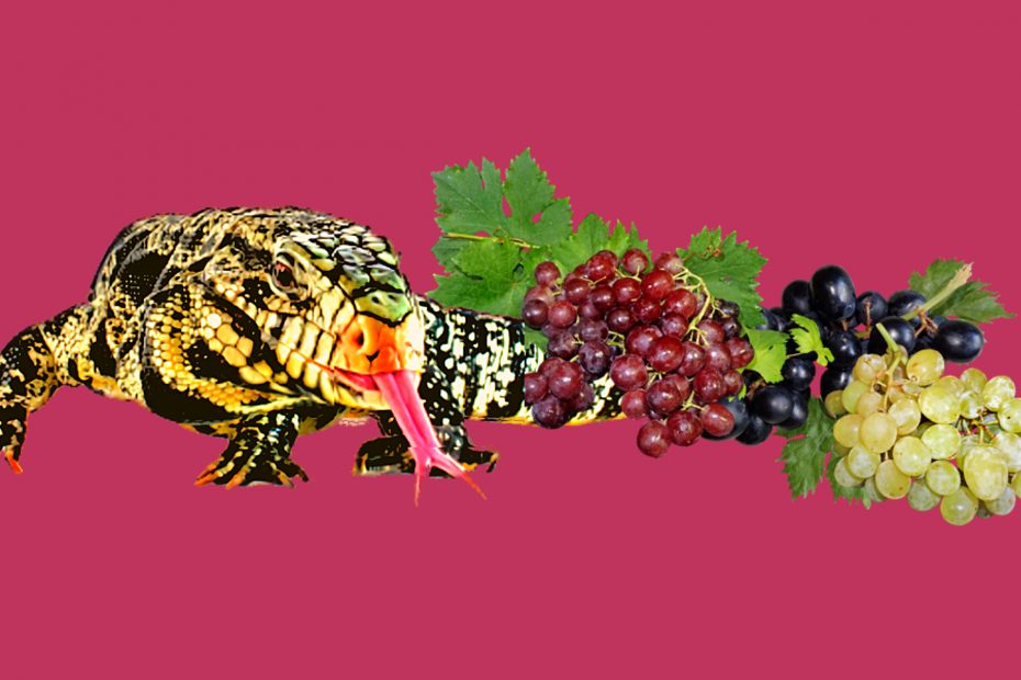 Can tegus eat grapes?