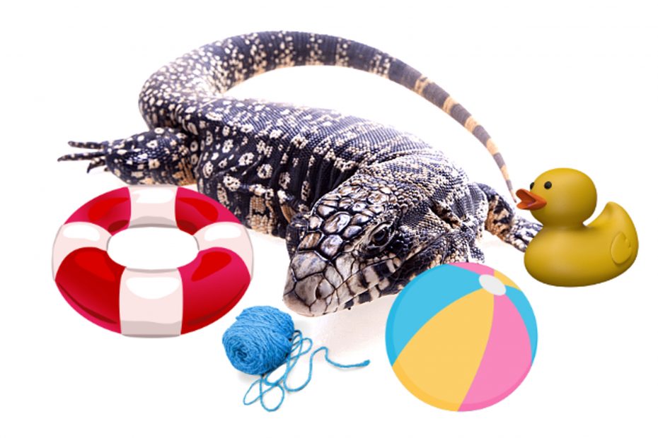 Toys for tegu lizards