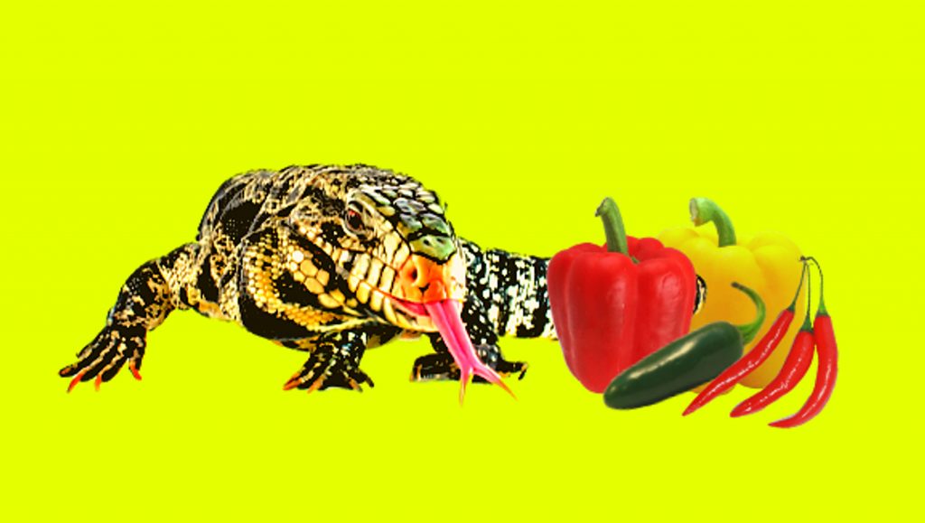 Tegu and bell peppers / chili peppers