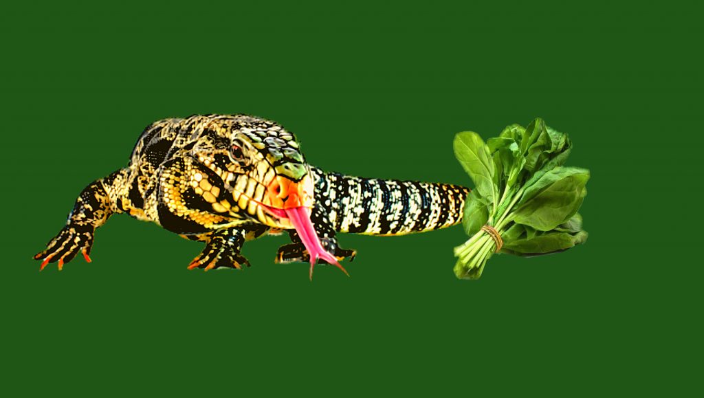 Tegu lizard and spinach