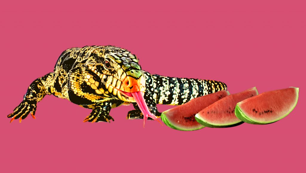 Tegu lizard and watermelon