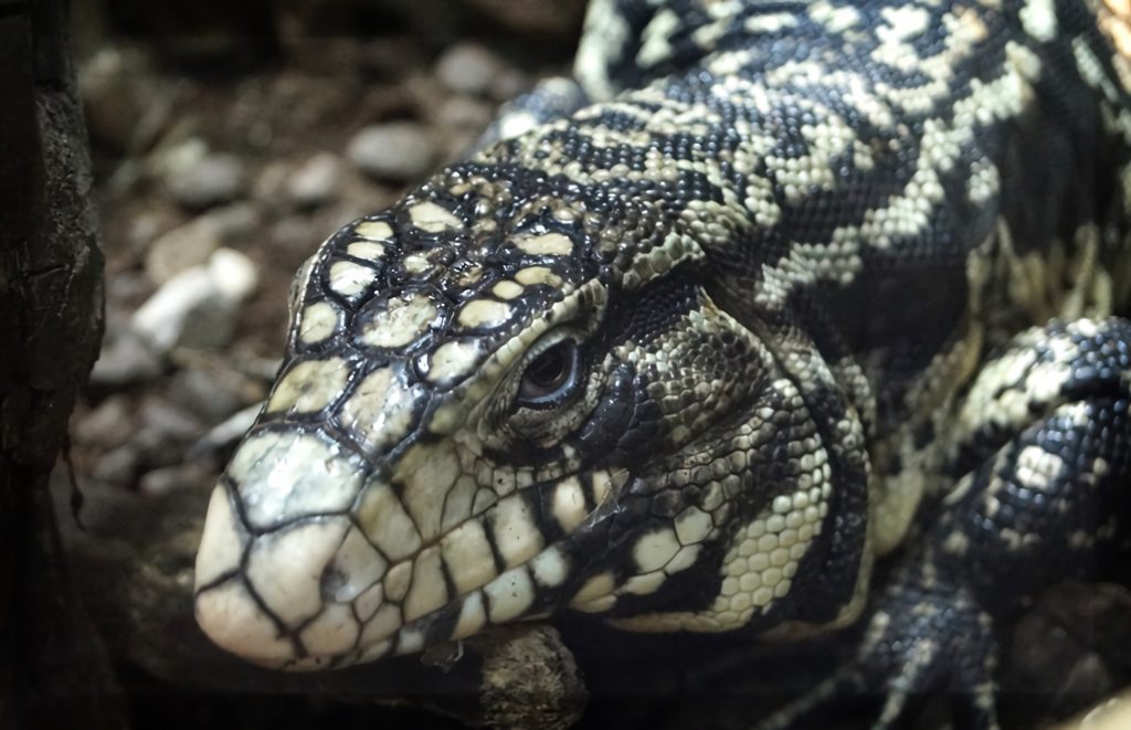 Blue Tegu Facts and Information