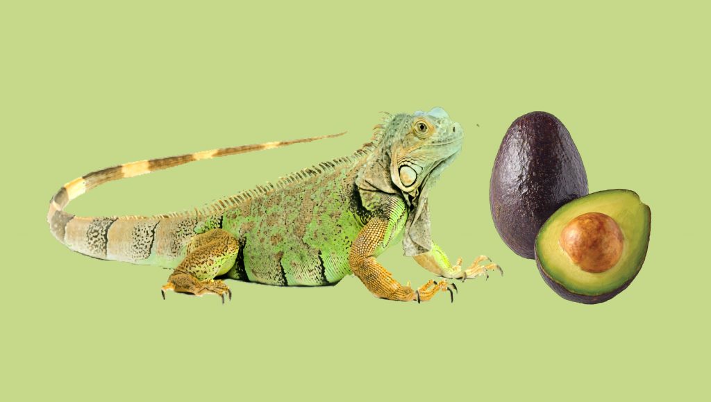 Iguana and avocado