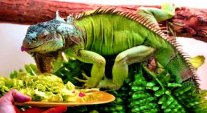 Iguana Food and Diet
