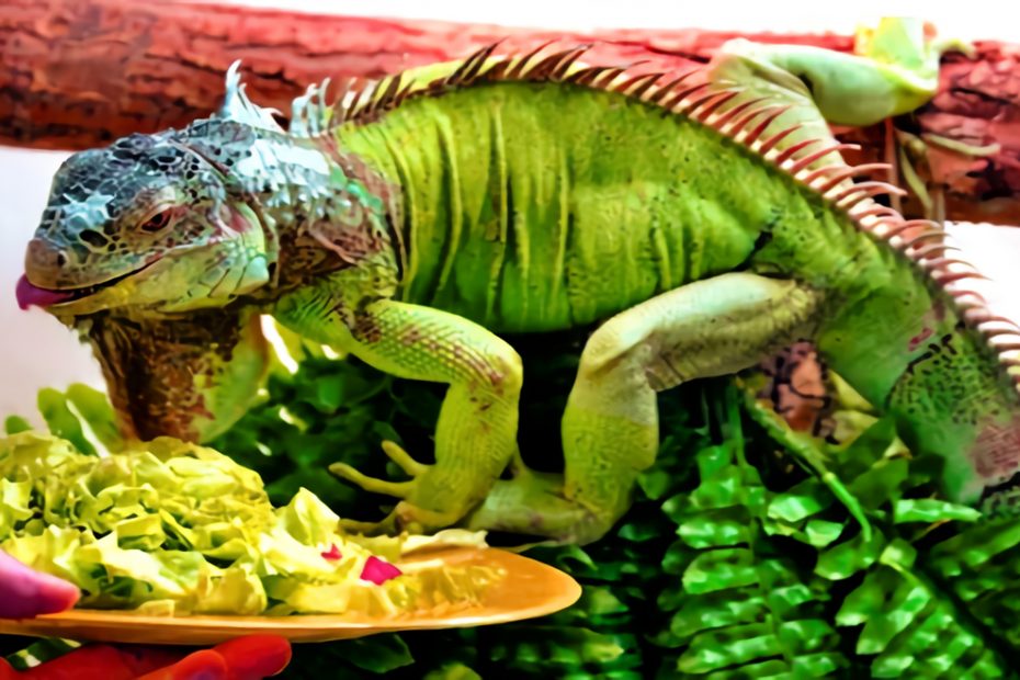 Iguana étel és diéta