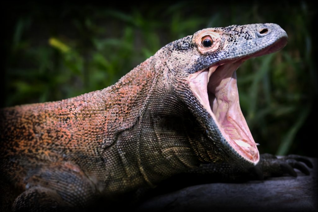 Komodo-Drachenmaul mit weit geöffnetem Mund, der "versteckt" zeigt" Zähne