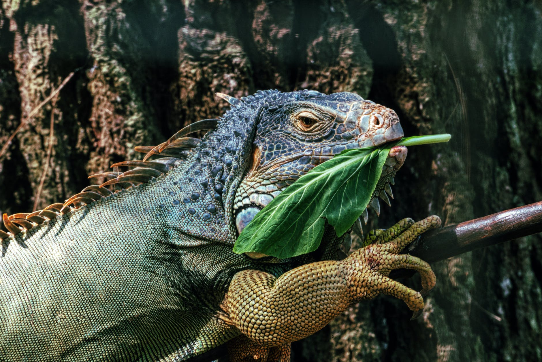 iguana eating green leaf in zoo