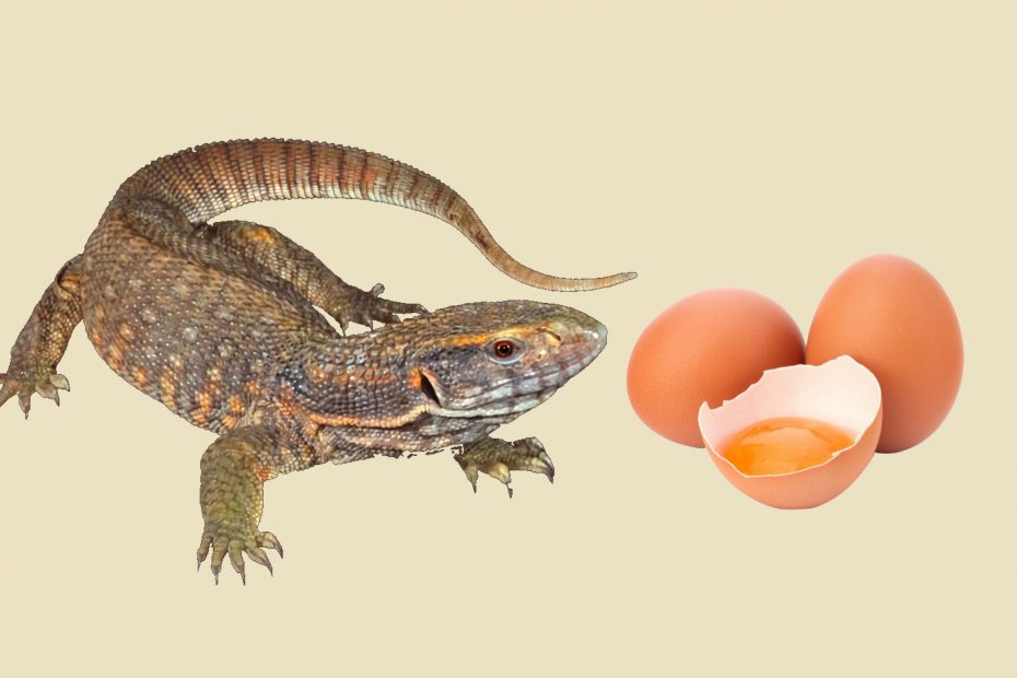 Can Savannah monitors eat eggs?