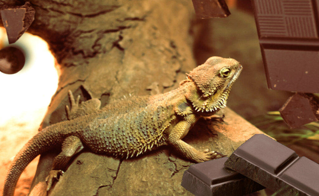 Bearded dragon lizard surrounded by chocolate