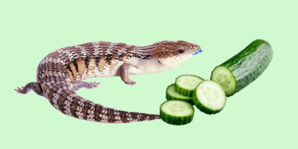 Blue-tongued skink with cucumber