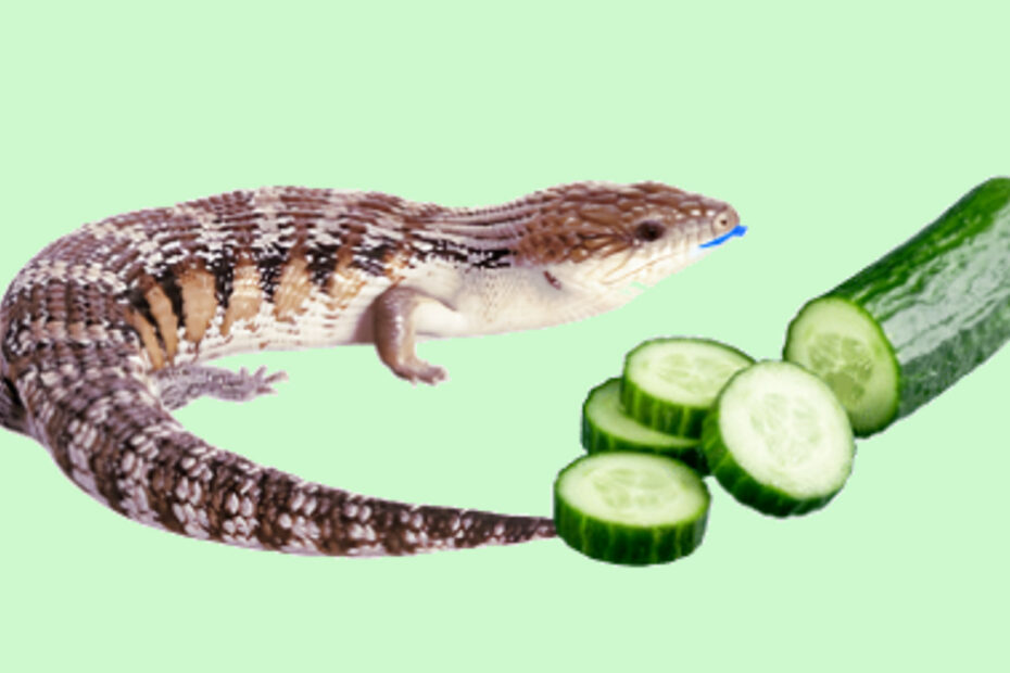 Blue Tongue Skink and Cucumber