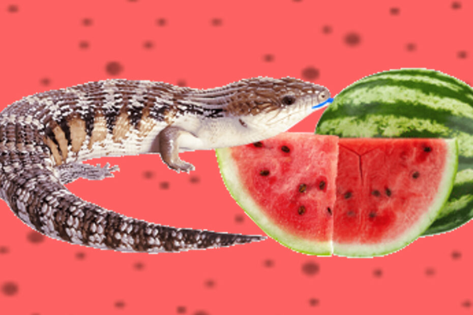 Blåtungad skink vs vattenmelon