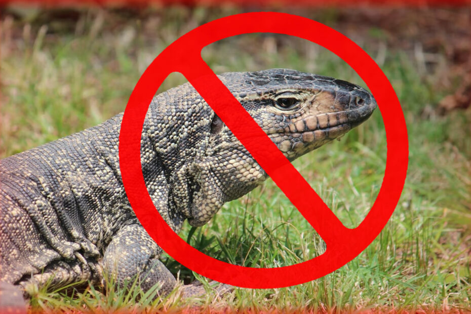 Tegus are now illegal to own in Georgia
