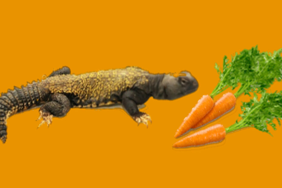 Uromastyx and Carrots