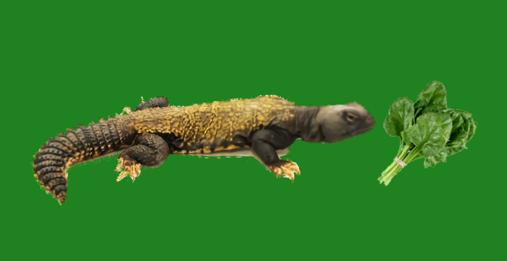 Uromastyx and Spinach