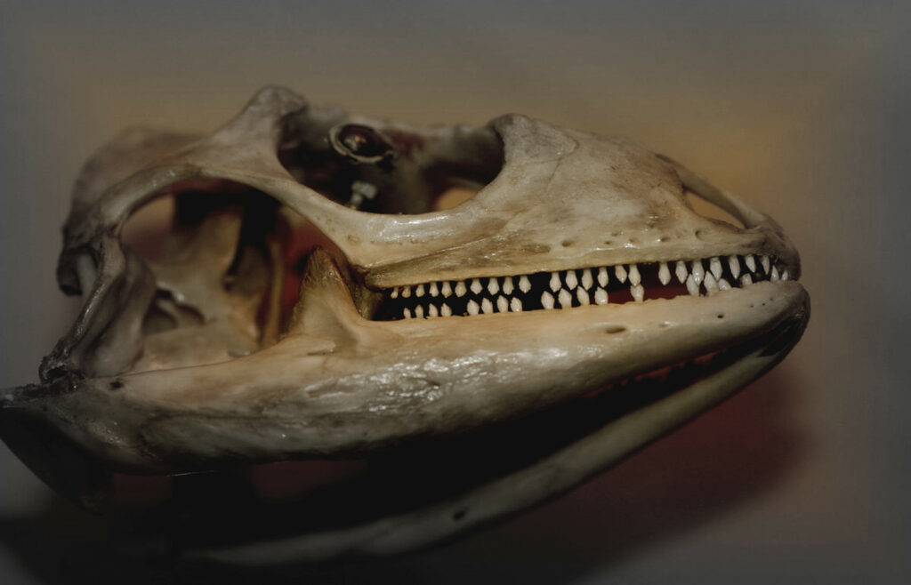 Iguana teeth